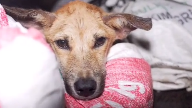 Help Save Bella — Senior Dog Hit by a Car