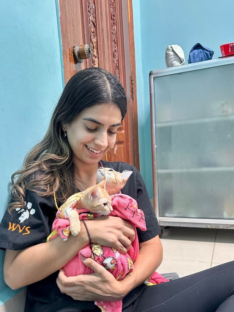 Mochi & Toone — Bonded Orphan Kittens Need a Loving Home