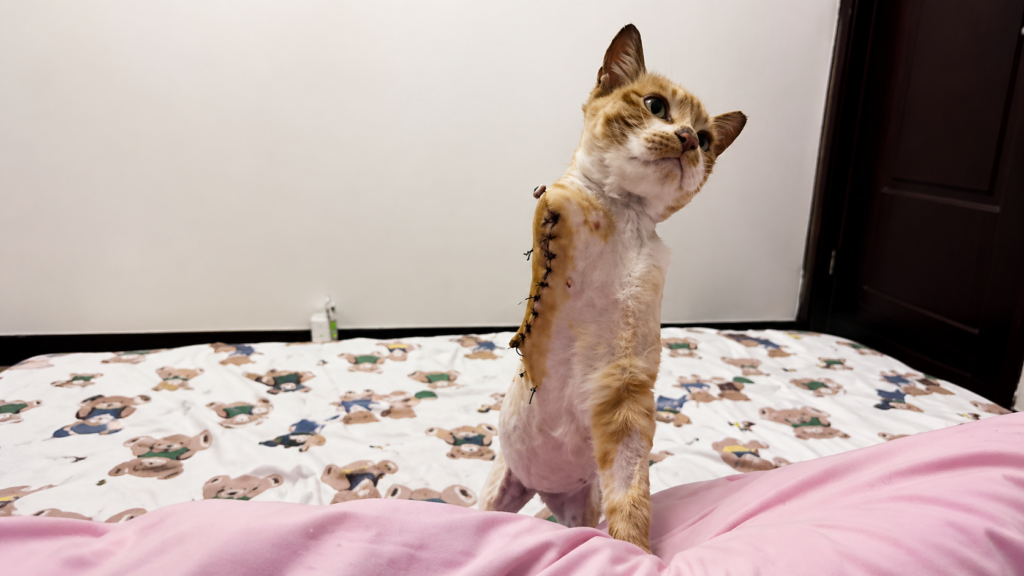 Mimani — 5 Months Old, One Arm, and Still Standing