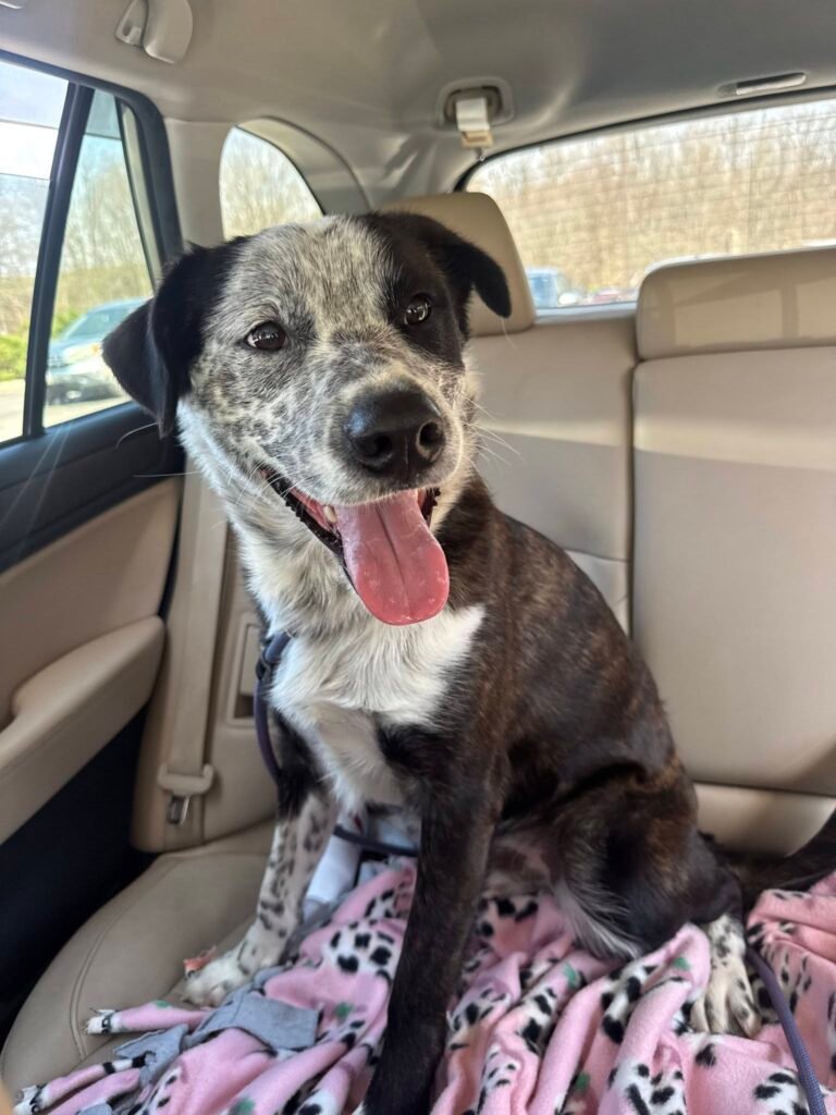 Hali Coo — The Happiest Dog Who Just Lost the Only Person He Had Left