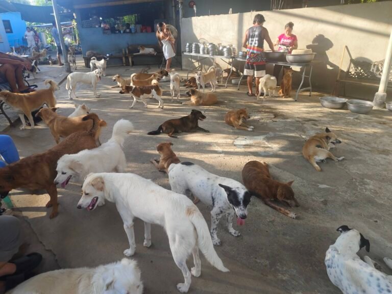 Free Meals for Stray Dogs Across the Philippines